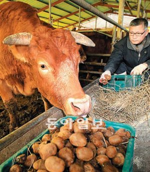 전남 장흥군 용산면 월송농장의 농장주 한창본 씨가 소에게 유기농 키위와 녹토미 볏짚을 먹이로 주고 있다. 장흥=박영철 기자 skyblue@donga.com