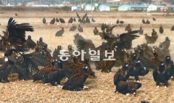 사람 다가가도 안 피해 12일 강원 철원군 갈말읍 문혜리 평야에 독수리 수십 마리가 몰려 있다. 사람이 주는 먹이에 익숙해진 탓에 카메라를 들고 접근해도 피하는 독수리가 없었다. 철원군청 제공