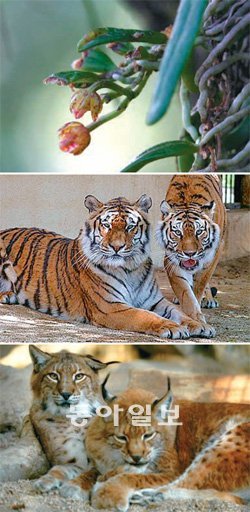 환경부가 멸종위기종으로 분류한 금자란, 호랑이, 스라소니(위에서부터). 동아일보DB