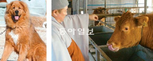 인천 강화도 선원사는 십이지신 동물원을 꾸몄다. 세계 최고의 명견으로 꼽히는 사자개(왼쪽)와 목탁 치는 소리를 내는 소가 관광객에게 인기를 끌고 있다. 김영국 동아닷컴 객원기자 press82@donga.com