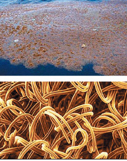 태평양의 거대 쓰레기지대를 항공 촬영한 모습(위). 거대 쓰레기의 약 60%가 마이
크로플라스틱으로 이뤄져 있다. 아래는 마이크로플라스틱을 현미경으로 확대한 모습. 출처 세일월드닷컴 BBC뉴스