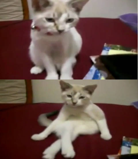 다리 꼬고 앉는 고양이. 사진=유튜브 영상 캡쳐
