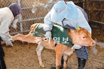 “송아지도 얼어버릴라…” 2일 서울지역 아침 최저기온이 영하 17.1도로 떨어지는 등 55년 만의 한파(2월 기온 기준)로 전국이 꽁꽁 얼어붙은 가운데 경기 파주시 탄현면 오금리 농장에서 관계자들이 태어난 지 20일 된 송아지를 추위에서 보호하기 위해 모포로 옷을 만들어 입히고 있다. 파주=김경제 기자 kjk5873@donga.com