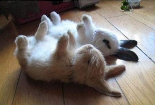 누워서 자는 토끼 사진(출처= 커뮤니티 게시판)