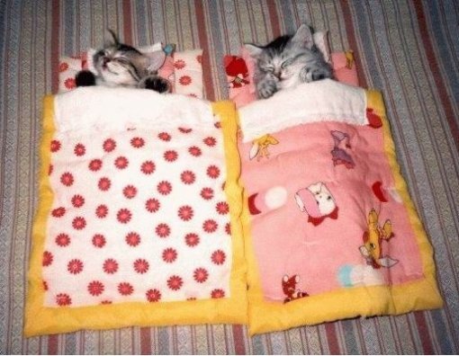 누워서 자는 강아지와 고양이 사진(출처= 커뮤니티 게시판)