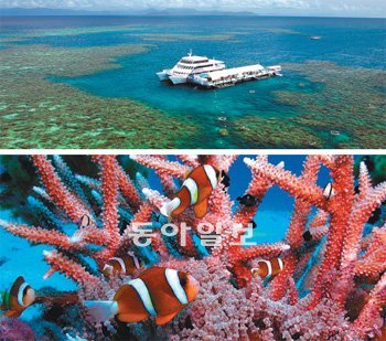 비행 중인 헬기에서 호주 케언스의 그레이트배리어리프를 내려다본 모습. 파란 바다 사이로 보이는 초록색 덩어리는 모두 산호다. 가운데 흰색 설치물은 스킨스쿠버 다이빙을 위해 설치한 바다 위 선착장. 케언스=김윤종 기자 zozo@donga.com(위), 30∼50m를 잠수해 찍은 그레이트배리어리프의 산호. 이곳에는 400여 종의 산호가 약 34만 5000㎢ 면적으로 군락을 이루고 있다. 호주 해양공원관리국 제공(아래)