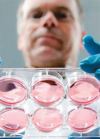 네덜란드 마스트리흐트대 연구진이 시험관에서 소의 줄기세포를 배양하고 있다.
사진 출처 가디언