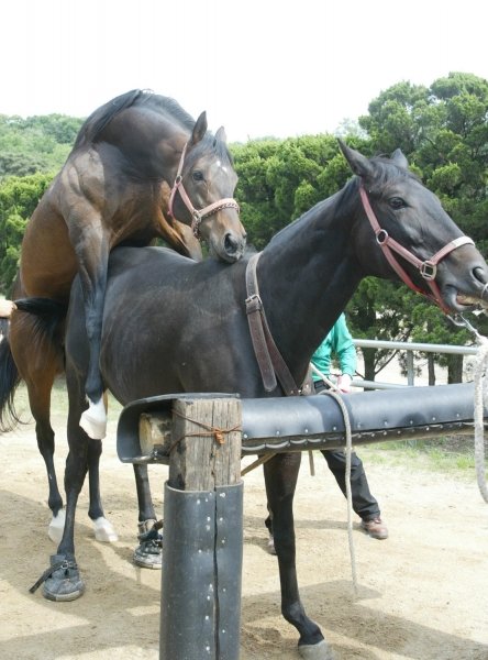 경주마가 혈통의 중요성이 강조되면서 경주마 생산자들의 관심이 씨수말 교배에 쏠리고 있다. 한국마사회는 고가의 씨수말을 수입해 생산농가에 무료로 교배시켜주는 사업을 실시한다. 씨수말이 암말과 교배를 하고 있다. 사진제공｜한국마사회