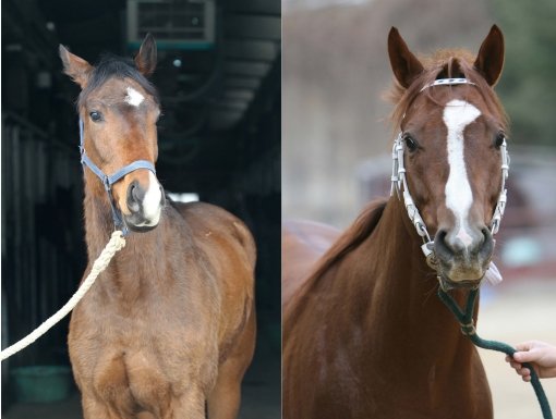 깍쟁이(왼쪽) 동반의강자. 스포츠동아DB