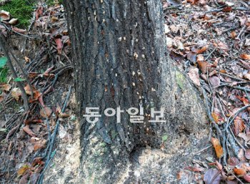 나무 곳곳에 구멍이 숭숭 ‘나무 에이즈’로 통하는 참나무시듦병의 원인 곰팡이를 몸에 달고 다니는 광릉긴나무좀이 나무를 파고 들어간 모습. 나무 곳곳에 수십 개의 구멍이 뚫려 있다. 뿌리 쪽에는 나무 가루가 쌓여 있다. 국립공원관리공단 제공
