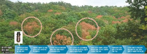 북한산 화계사 일대 숲의 모습. 지난해 여름 촬영된 이 사진을 보면 푸른 나무들 사이에 붉게 말라 죽어 가는 참나무시듦병 감염 나무(점선 안)가 보인다. 국립공원관리공단 제공