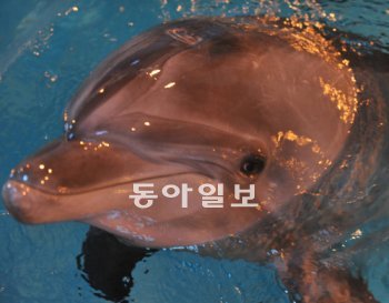 서울시가 야생 방사하기로 결정한 남방큰돌고래 제돌이. 서울시 제공