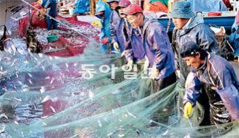 부산 기장군 대변항 제1방파제 옆에서 펼쳐지는 멸치털이 작업. 기장군 제공