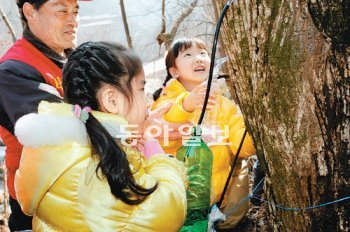 아이들이 경기 양평군 일대 고로쇠나무에 구멍을 뚫고 호스를 꽂아 수액을 채취하는 장면을 보고 신기해하고 있다. 매년 이맘때 고로쇠 수액 채취를 직접 체험할 수 있어 주말이면 가족 단위 등산객이 줄을 잇는다. 양평군 제공