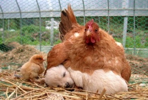 개를 품은 닭 사진 화제. 출처=온라인커뮤니티