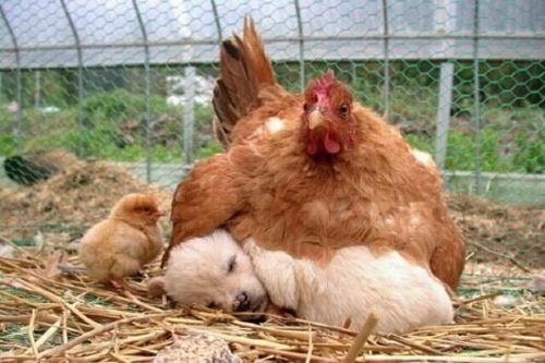 ‘개를 품은 닭’ (출처= 커뮤니티 게시판)