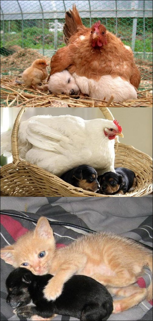 ‘개를 품은 닭’ 사진 화제. 출처=온라인커뮤니티
