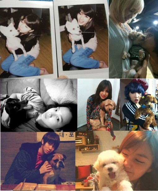 많은 연예인들의 반려견 사랑 ‘수지 반려견’은 맨위 맨 왼쪽 (출처= 수지 트위터, 커뮤니티 게시판)