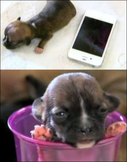 가장 작은 강아지 ‘비욘세’. 사진=온라인 커뮤니티