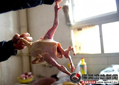 ‘다리 4개 닭’이 중국서 발견돼 충격을 주고 있다. 사진=온라인커뮤니티