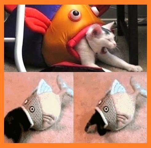 ‘고양이 잡아먹는 물고기’ (사진= 영상 캡처)