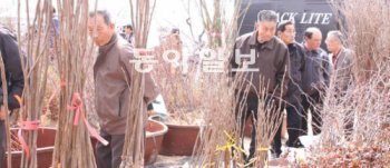 전국 묘목 생산량의 70%를 차지하는 충북 옥천에서 30일깶4월 1일 묘목축제가 열린다. 행사장에서는 매일 우량 묘목을 공짜로 나눠준다. 옥천군 제공