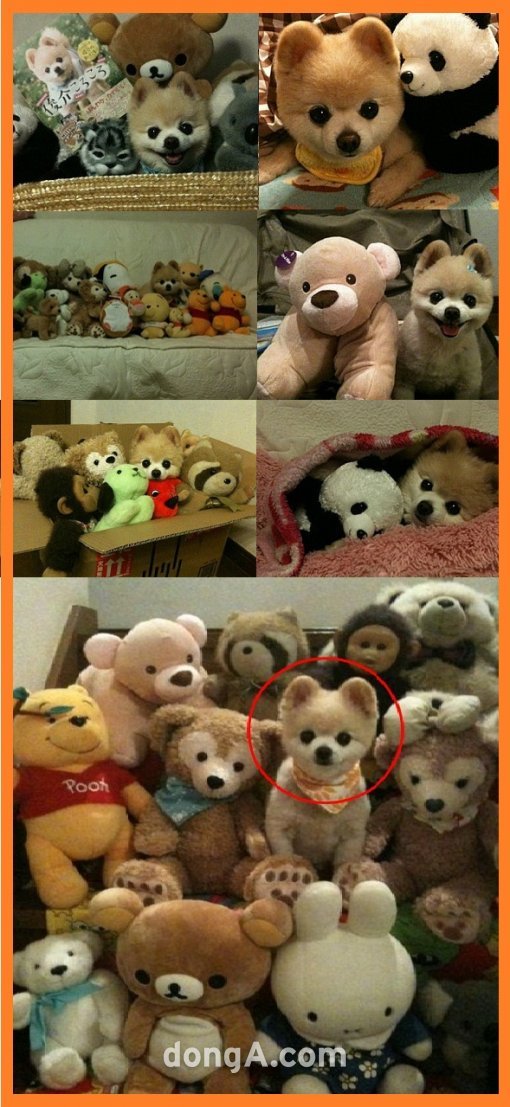 ‘인형 아닌 거 찾기’ (출처= 커뮤니티 게시판)