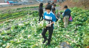 참살이농촌유학센터와 곡성평화학교 학생들이 지난해 12월 자신들이 재배한 배추를 수확하고 있다. 곡성평화학교 제공