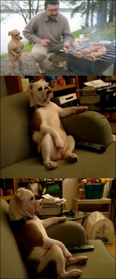 자세 나오는 강아지 화제. 출처=온라인커뮤니티