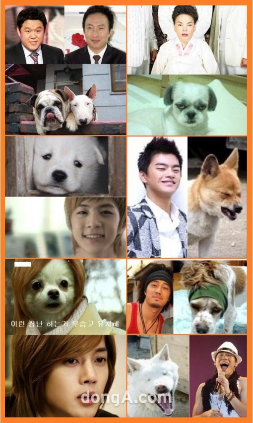 ‘연예인 닮은 개’ (출처= 커뮤니티 게시판)