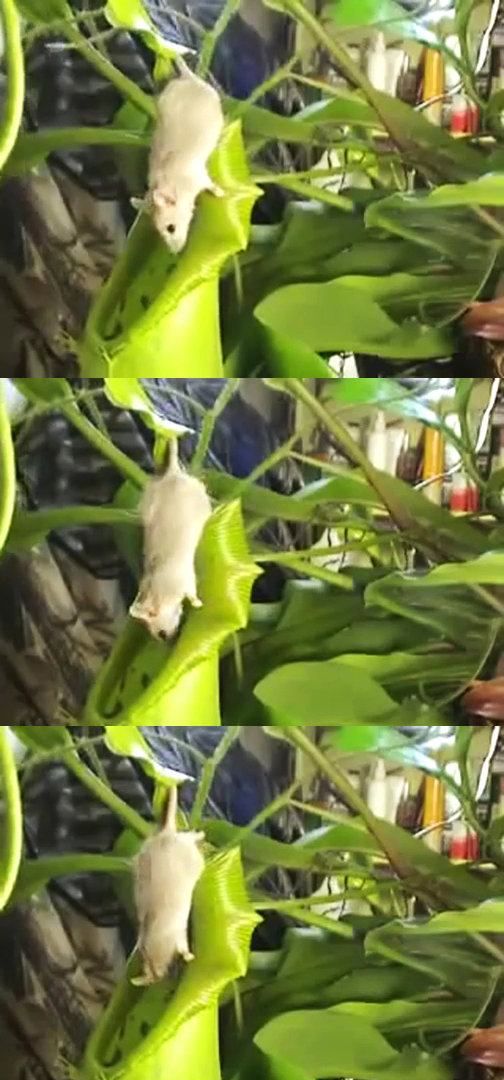 쥐 잡아먹는 식물