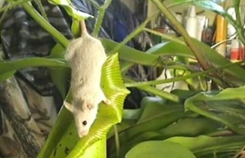 쥐 잡어먹는 식물. 사진=동영상 화면 캡쳐