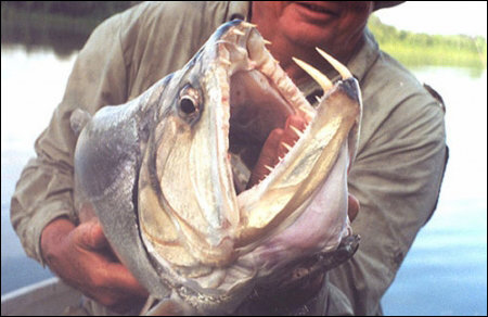 뱀파이어 물고기 파야라 발견