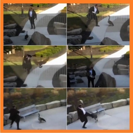 ‘남성 vs 야생 거위’ (사진= 영상 캡처)