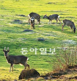 보호가 지나쳤나… 8일 오후 야생 노루들이 제주 제주시 한 목장에서 새순을 뜯어 먹고 있다. 한때 
멸종위기에 놓였다가 1980년대 후반부터 대대적인 보호활동이 펼쳐진 뒤 지금은 개체 수가 급증했다. 농작물에도 피해를 주면서 
농민과의 마찰도 자주 발생한다. 임재영 기자 jy788@donga.com