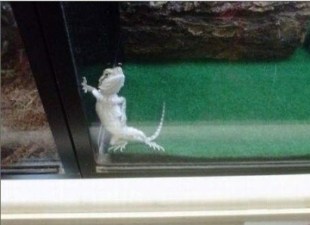 아가씨 시간 있나? 포즈를 취하고 있는 도마뱀. 사진=온라인커뮤니티