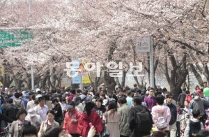‘제8회 한강 여의도 봄꽃 축제’를  찾은 시민들