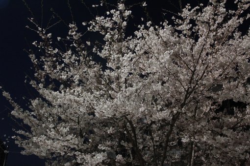 사진= 여의도 벚꽃 나무.