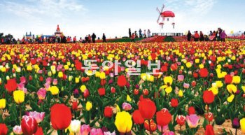 전남 신안군 임자도는 4월 중순이면 빨강 노랑 파랑 보라 주황 등 형형색색의 튤립 꽃 물결을 이룬다. 튤립이 고운 자태를 뽐내는 20일부터 29일까지 ‘신안 튤립축제’가 열린다. 신안군 제공