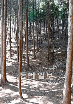 울산 어울길 4구간에 있는 천마산 편백나무 숲. 울산에서 가장 넓은 편백나무 숲은 산
림욕장으로 개발돼 시민 휴식처로 각광받고 있다. 정재락 기자 raks@donga.com