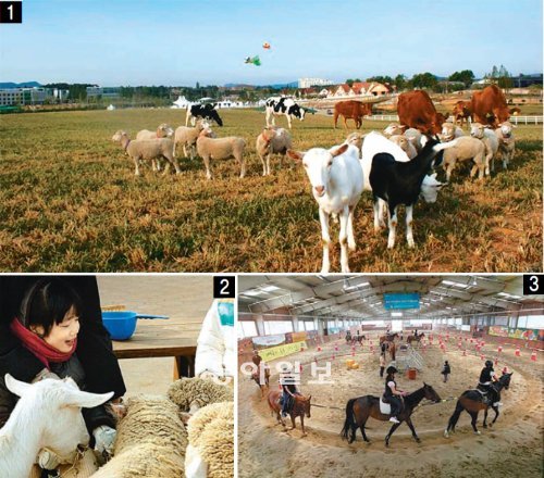 소, 양, 염소와 함께 드넓은 초원에서 뛰어놀 수 있는 체험형 놀이목장 ‘안성팜랜드’(1)가 21일 정식 개장한다. 현재 시범 개장한 안성팜랜드에서 어린이들이 가축에게 먹이 주기(2), 말 타기(3)를 해보고 있다. 농협중앙회 제공