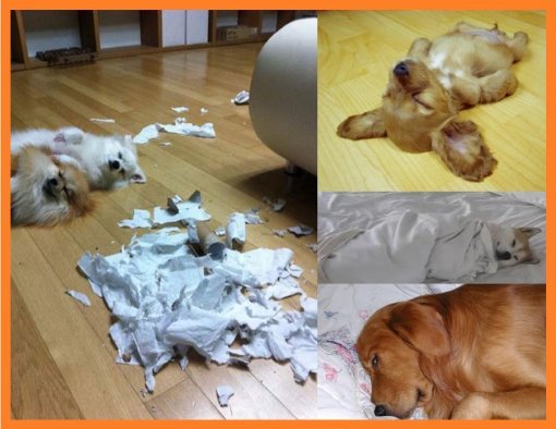 ‘자는 척하는 거 보소’ (출처= 커뮤니티 게시판)