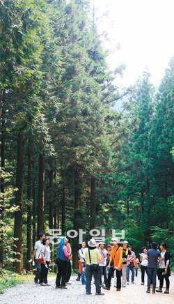 전남 장성군 축령산은 생명의 숲이자, 치유의 숲이다. 시원스레 쭉쭉 뻗은 삼나무와 편
백나무 숲에서 ‘특별한 산소’ 피톤치드를 품어낸다. 동아일보DB