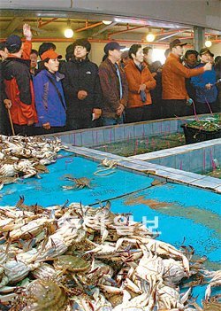 19일 오전 인천 중구 항동 인천수협 직판장. 꽃게 경매가 시작되자 꽃게를 구입하
려는 중매인들이 눈치작전을 펴고 있다. 김영국 동아닷컴 객원기자 press82@donga.com