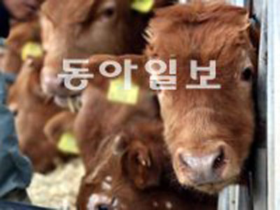 출처= 동아닷컴 DB.