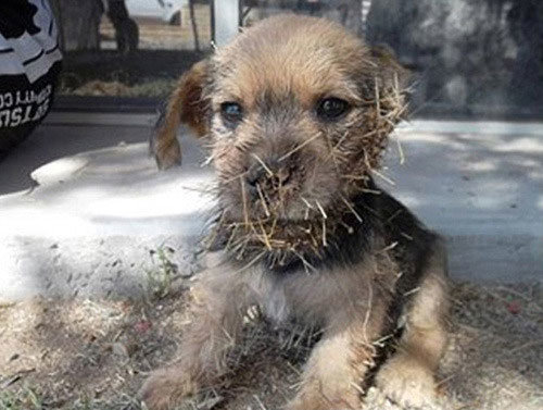 선인장과 싸운 강아지(출처= 커뮤니티 게시판)
