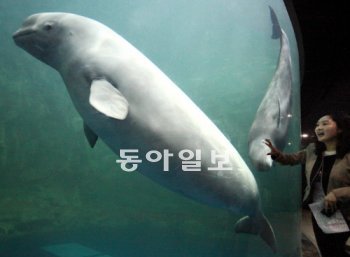 28일 여수엑스포 아쿠아리움에 입주한 벨루가(흰고래). 이번에 국내 최초로 반입된 벨루가는 모두 3마리로, 흰고래의 생태 가치와 보존 방안 등을 연구하기 위한 목적으로 러시아에서 들여왔다. 여수엑스포조직위원회 제공