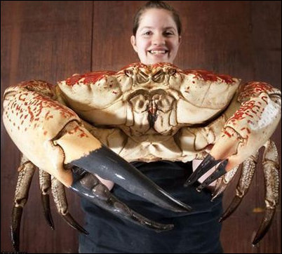 일반 게보다 100배 큰 괴물 게 발견.