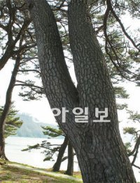 ‘물구나무선 여인의 모습’인 여인송.