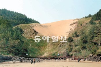 ‘바다 섬 속 사막’ 전남 신안군 우이도 풍성사구는 지금 4일 우이도 돈목해변에서 본 풍성사구 모습. 모래언덕의 하반부와 양옆으로 각종 지상식물과 소나무 군락이 들어서면서 모래 영역이 절반 가까이 줄어든 상태다. 모래 영역 가운데도 8m 깊이로 파여 있다. 신안=박영대 기자 sannae@donga.com